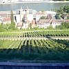 Stein-Wein-Pfad in Würzburg