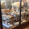 Naturhistorisches Museum