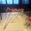 Naturhistorisches Museum
